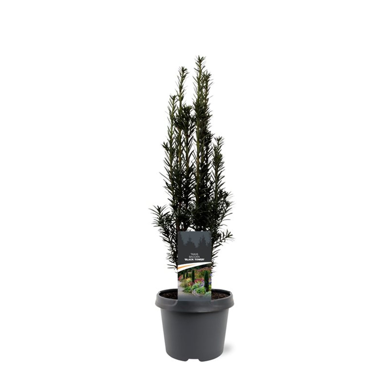 Taxus b. 'Black Tower' - C3 40-50 CM